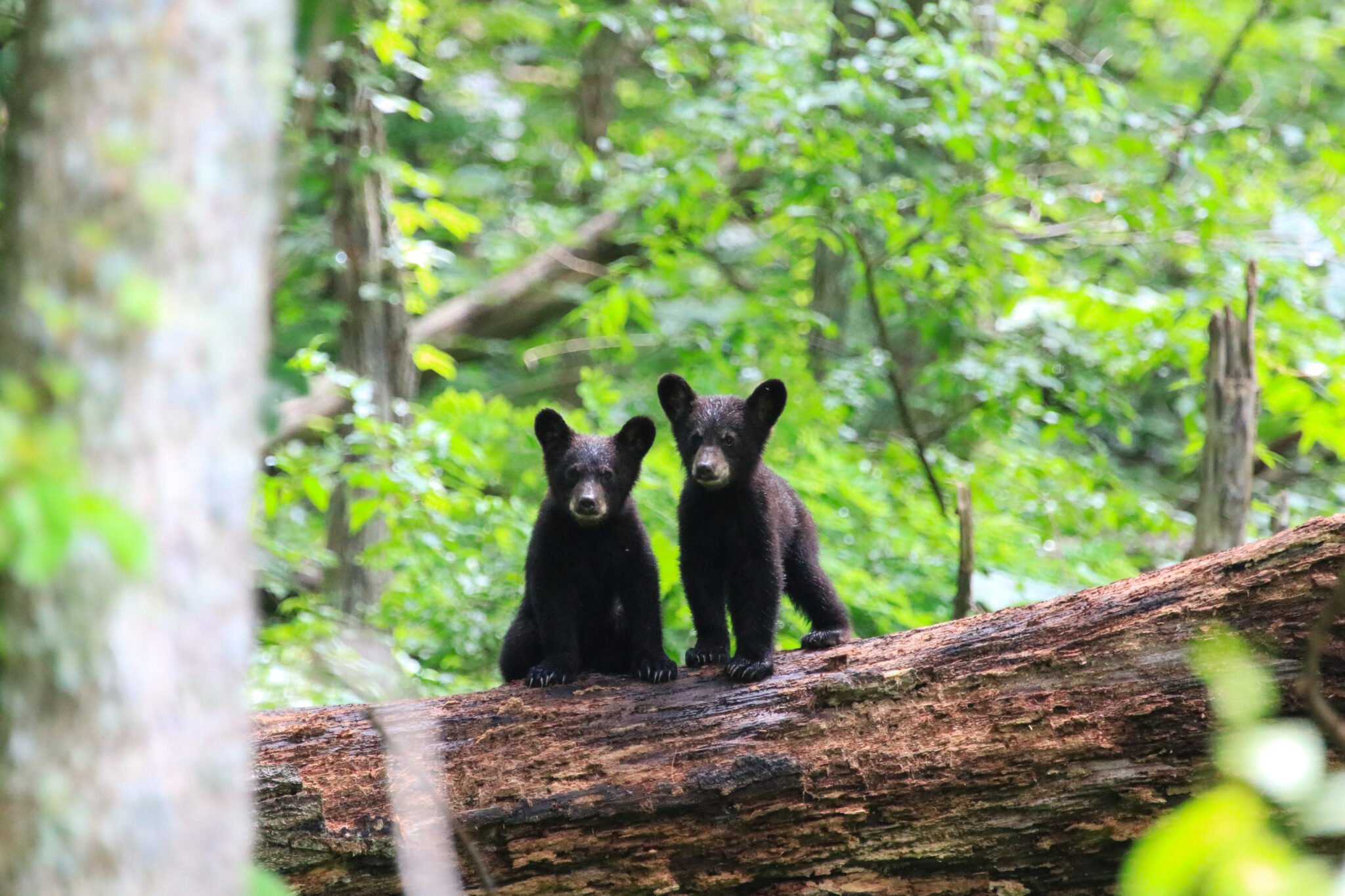 top-native-georgia-animals