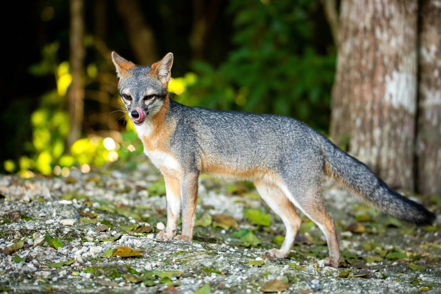 Top Native Georgia Animals