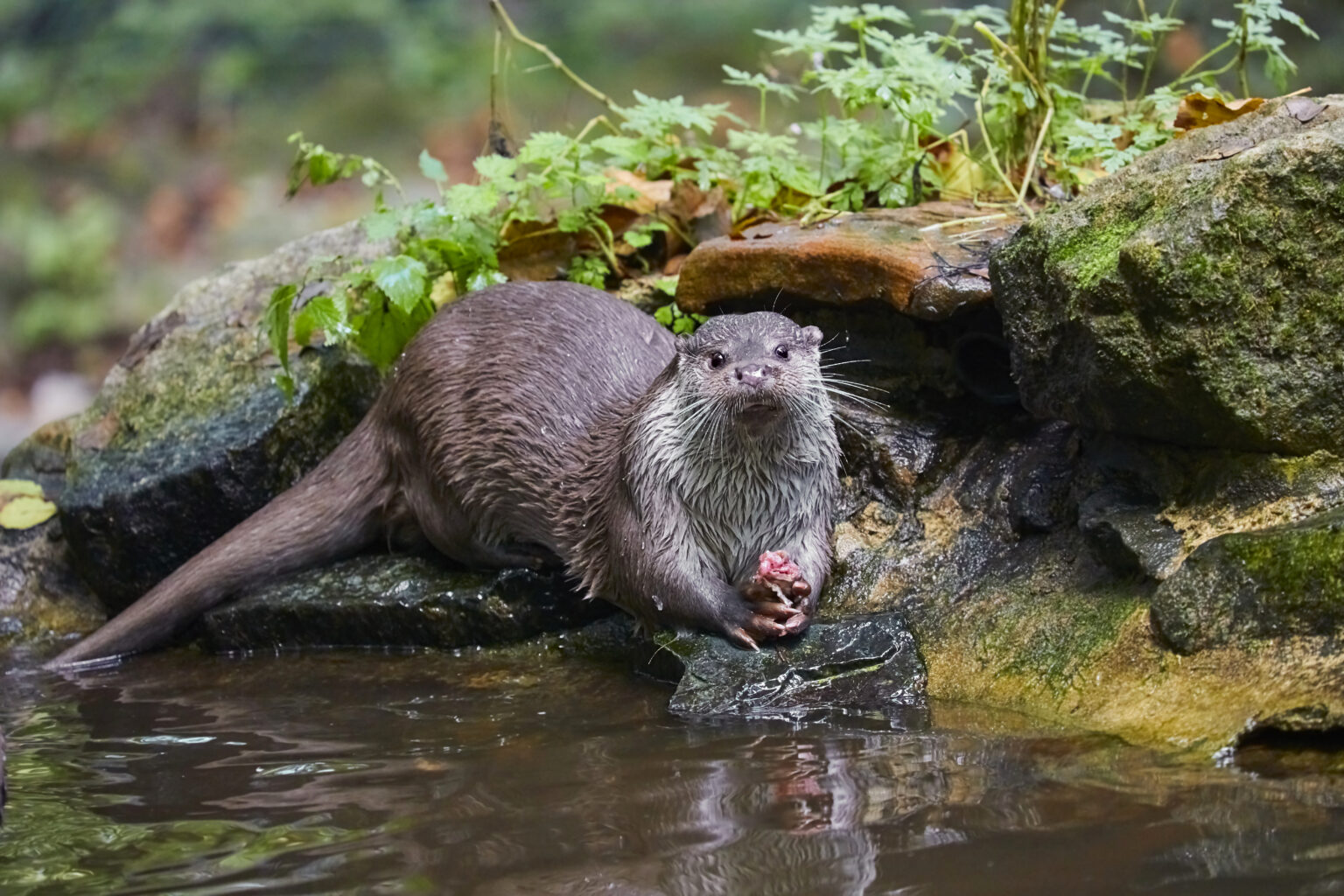 Top Native Georgia Animals