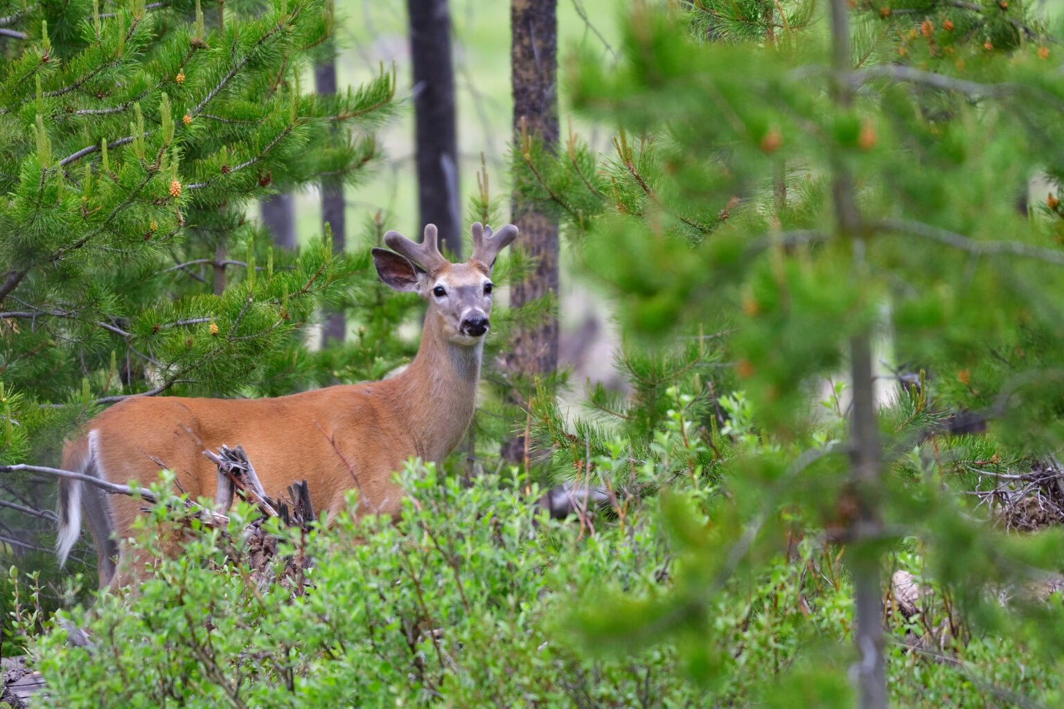 Top Native Georgia Animals